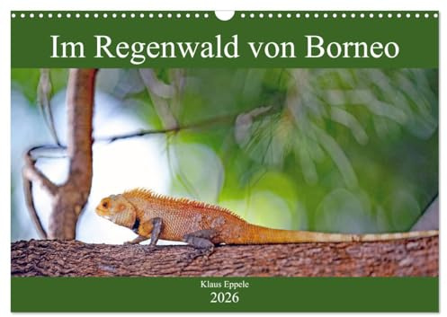 Im Regenwald von Borneo (Wandkalender 2026 DIN A3 quer), CALVENDO Monatskalender: Faszinierende Flora und Fauna hautnah erleben (CALVENDO Orte)