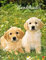 Hundekinder Posterkalender 2024 von Monika Wegler. Welpen-Fotos zum Dahinschmelzen in einem Wandkalender. Posterkalender mit Hundeporträts für alle Fans der Fellnasen.