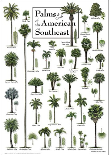 Earth Sky + Water - Palms & Cycads of the American Southeast - Poster