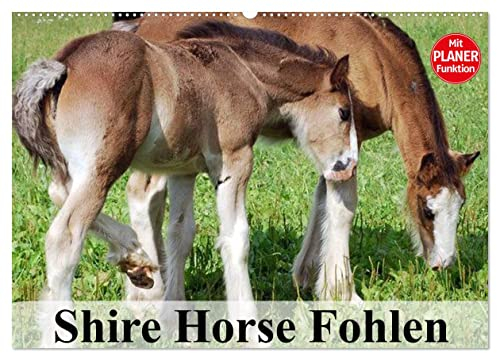 Shire Horse Fohlen (Wandkalender 2025 DIN A2 quer), CALVENDO Monatskalender