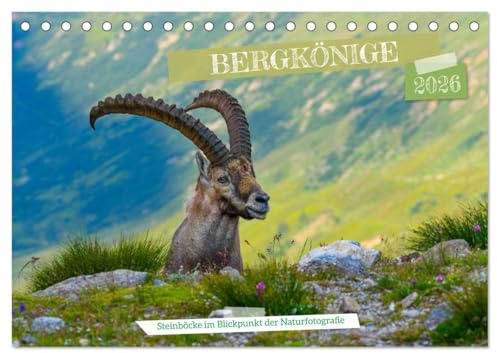 Bergkönige - Steinböcke im Blickpunkt der Naturforografie (Tischkalender 2026 DIN A5 quer), CALVENDO Monatskalender: Steinböcke erklimmen unbeirrt die Gipfel ihrer Ziele (CALVENDO Tiere)