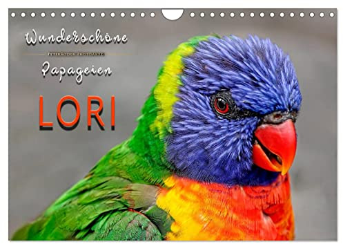 Wunderschöne Papageien - Lori (Wandkalender 2026 DIN A4 quer), CALVENDO Monatskalender: Eindrucksvolle Bilder der exotischen Vögel. (CALVENDO Tiere)