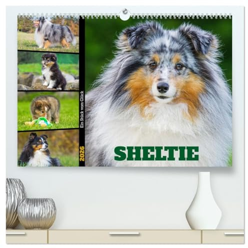 Sheltie - Ein Stück vom Glück (hochwertiger Premium Wandkalender 2026 DIN A2 quer), Kunstdruck in Hochglanz: In 13 wunderschönen Fotos stellt die ... liebenswerte Hunderasse vor. (CALVENDO Tiere)