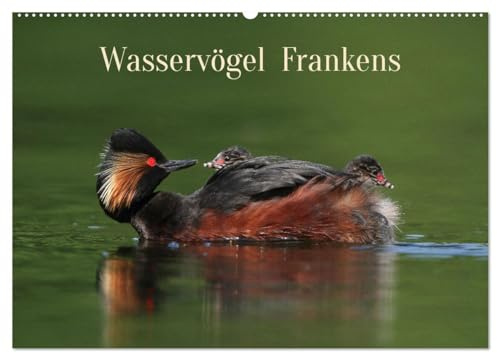 Wasservögel Frankens (Wandkalender 2026 DIN A2 quer), CALVENDO Monatskalender: Die faszinierende Tierwelt in Frankens Gewässern. (CALVENDO Tiere)