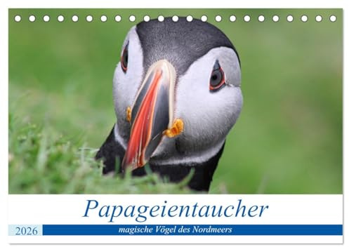 Papageientaucher 2026 - Magische Vögel des Nordmeers (Tischkalender 2026 DIN A5 quer), CALVENDO Monatskalender: Portraits der magischsten Vögel, die das Nordmeer zu bieten hat (CALVENDO Tiere)