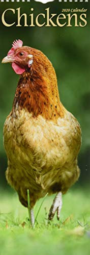 Chickens - Hühner 2020: Original Avonside-Kalender - Slimline [Mehrsprachig] [Kalender] (Slimline-Kalender)
