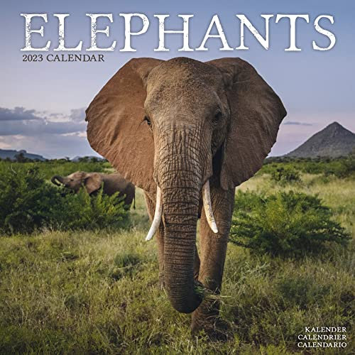 Elephants - Elefanten 2023 - 16-Monatskalender: Original Avonside-Kalender [Mehrsprachig] [Kalender] (Wall-Kalender)