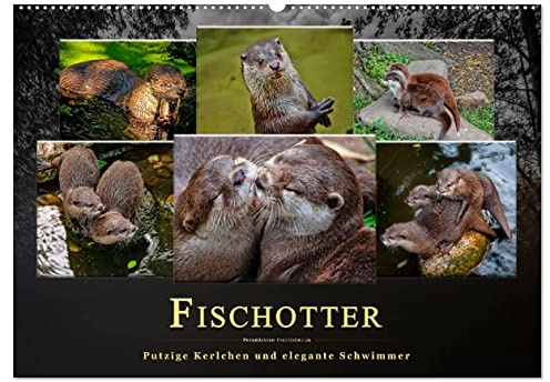 Fischotter - putzige Kerlchen und elegante Schwimmer (Wandkalender 2026 DIN A2 quer), CALVENDO Monatskalender: Der Fischotter ist zwar ein ... Tier einfach nur knuddeln. (CALVENDO Tiere)