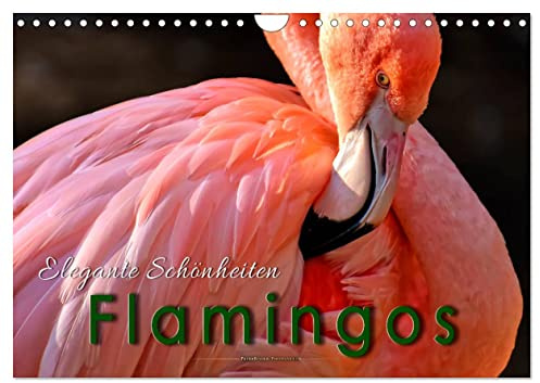 Flamingos - elegante Schönheiten (Wandkalender 2026 DIN A4 quer), CALVENDO Monatskalender: Eindrucksvolle Bilder der beeindruckenden Tiere. (CALVENDO Tiere)