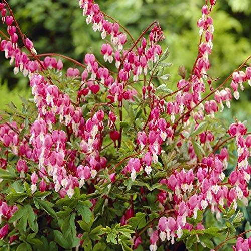 6 x Hohe Herzblume Tränendes Herz - Dicentra Spectabilis Topf 9x9cm