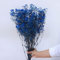 YIWOYI Natürliche Trockenblume, Schleierkraut, frisch getrocknete Blumen, Gypsophila Paniculata, Blumensträuße für Hochzeit, Party, Heimdekoration, 15 - 30 cm, 20 g, Königsblau