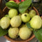 guave pflanze samen guavenbaum, bäume garten winterhart, pflanzen samen indoor guave samen, bio saatgut, alte sorten saatgut obstbaum, steingartenpflanzen winterhart obst frisch, 100pcs