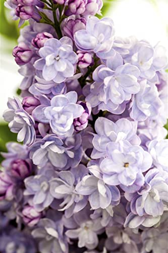 Syringa vulgaris 'Michel Buchner' 80-100 cm - Flieder, lila Blüten, Blütezeit Mai-Juni, duftend, ideal für Hecken, bienenfreundlich, winterhart