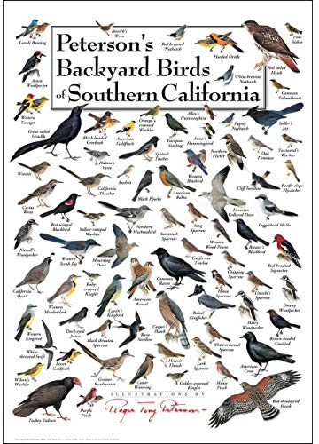 Earth Sky & Water Peterson's Backyard Birds of Southern California Poster
