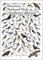Peterson's Backyard Birds of Southern California Poster