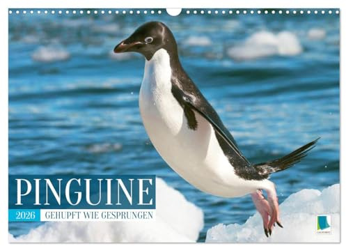 Pinguine: Gehupft wie gesprungen (Wandkalender 2026 DIN A3 quer), CALVENDO Monatskalender: Pinguine: laden zum Schmunzeln und Lachen ein (CALVENDO Tiere)