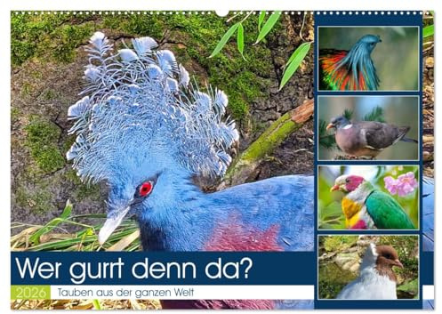 Wer gurrt denn da? (Wandkalender 2026 DIN A2 quer), CALVENDO Monatskalender: Wunderschöne Tauben aus der ganzen Welt (CALVENDO Tiere)