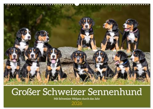 Großer Schweizer Sennenhund - Mit Schweizer Welpen durch das Jahr (Wandkalender 2026 DIN A2 quer), CALVENDO Monatskalender: 13 entzückende Fotos von ... der Rasse durch das Jahr (CALVENDO Tiere)