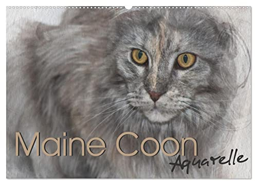 Maine Coon Aquarelle (Wandkalender 2026 DIN A2 quer), CALVENDO Monatskalender: Kunstvolle Portraits der begehrten Katzenrasse Maine Coon (CALVENDO Tiere)