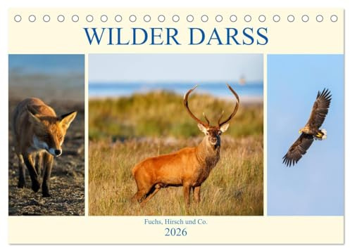 Wilder Darß - Fuchs, Hirsch und Co. 2026 (Tischkalender 2026 DIN A5 quer), CALVENDO Monatskalender: Faszinierende Bilder der wilden Tiere vom Darß (CALVENDO Tiere)