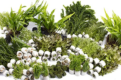 Lincolnshire Pond Plants Ltd Live Aquarium Plants - Beginner Easy Plants - Aquarium Packs (X-Large (400L +))