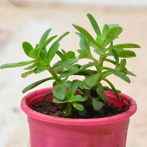 Nouvelles graines de plantes succulentes Sedum fraîches 50pcs
