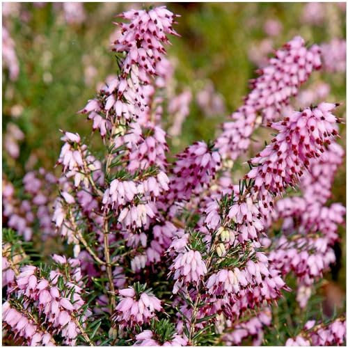 GrowOn Shrubs Heather Erica Carnea 'Pink Sprangles' | Evergreen Shrub | Outdoor Garden Ready Plant | Winter to Spring Flowering | Light Rose Pink Flowers