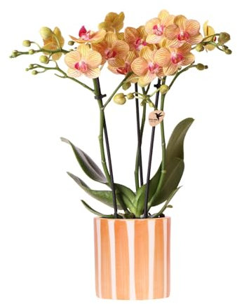 Kolibri Orchids | Orange Phalaenopsis Orchidee - Bolzano + Painted Stripe Topf Orange - Topfgröße Ø9cm | Blühende Zimmerpflanze - Frisch vom Züchter