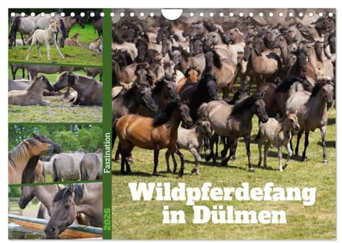 Faszination Wildpferdefang in Dülmen (Wandkalender 2026 DIN A4 quer), CALVENDO Monatskalender: Bilder vom jährlichen Fang der Junghengste in Dülmen (CALVENDO Tiere)