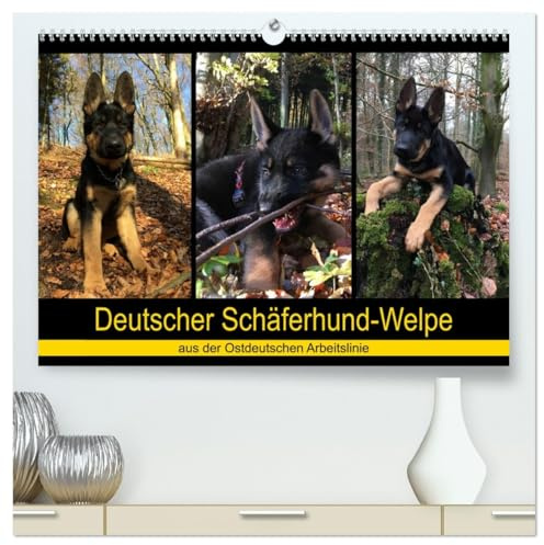 Deutscher Schäferhund-Welpe - aus der Ostdeutschen Arbeitslinie (hochwertiger Premium Wandkalender 2026 DIN A2 quer), Kunstdruck in Hochglanz: Dieser ... Weg des Erwachsen-Werdens. (CALVENDO Tiere)