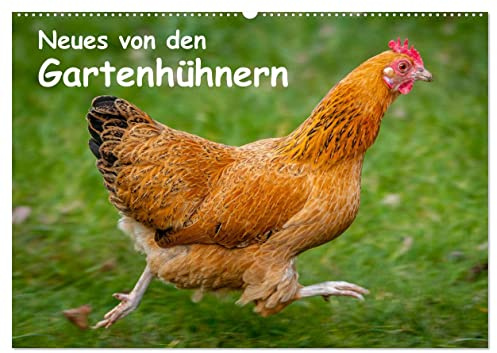 Neues von den Gartenhühnern (Wandkalender 2026 DIN A2 quer), CALVENDO Monatskalender: Momentaufnahmen aus dem Leben glücklicher Hühner (CALVENDO Tiere)