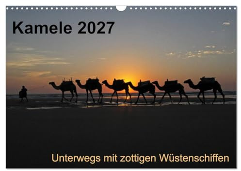 Kalender 2027 · Kamele 2027 - Unterwegs mit zottigen Wüstenschiffen | Dieser Kalender nimmt sie mit auf ein Kameltrekking an der marokkanischen Atlantikküste · DIN A3 quer · CALVENDO Wandkalender