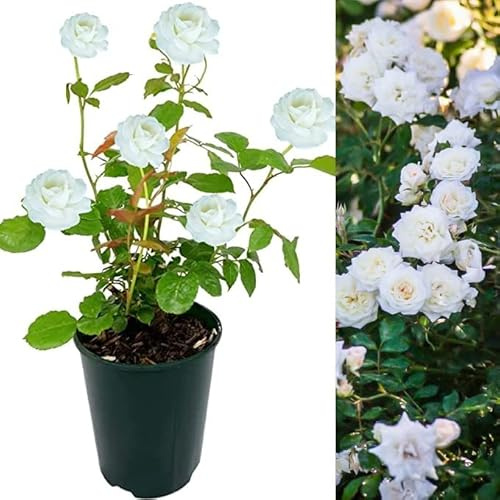 Rose Bush Ice Cream - Floribunda White Rose Bush for The Garden in a 3 Litre Pot (3 Plants)