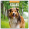 Collies – Collie 2025 – 16-Monatskalender: Original Red Robin Publishing Ltd-Kalender [Mehrsprachig] [Kalender] (Wall-Kalender)