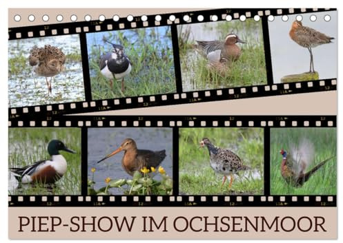 PIEP-SHOW im Ochsenmoor (Tischkalender 2026 DIN A5 quer), CALVENDO Monatskalender: Das Fotografieren von Vögeln im Ochsenmoor kann sehr lohnend sein, ... Equipment mitbringst. (CALVENDO Tiere)