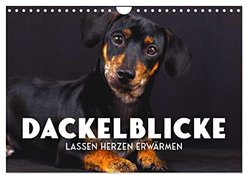 Dackelblicke - Lassen Herzen erwärmen. (Wandkalender 2026 DIN A4 quer), CALVENDO Monatskalender: Zum Verlieben. (CALVENDO Tiere)