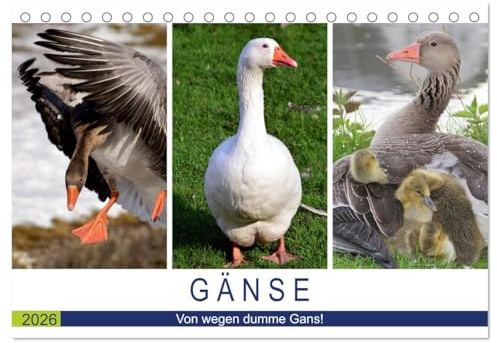 Gänse. Von wegen dumme Gans! (Tischkalender 2026 DIN A5 quer), CALVENDO Monatskalender: Kluges und hübsches Federvieh! (CALVENDO Tiere)
