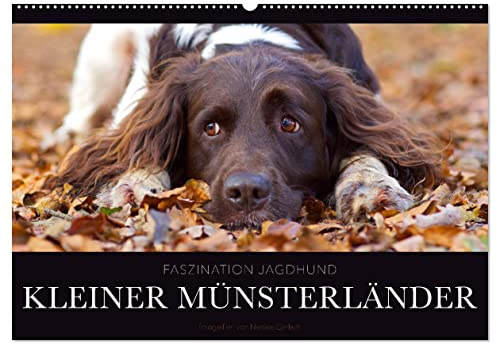Faszination Jagdhund - Kleiner Münsterländer (Wandkalender 2026 DIN A2 quer), CALVENDO Monatskalender: Kleiner Münsterländer Vorstehhund - Ein Leben neben der Jagd (CALVENDO Tiere)