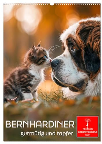 Bernhardiner - gutmütig und tapfer (Wandkalender 2026 DIN A2 hoch), CALVENDO Monatskalender: Ein Familienhund - treu und geduldig. (CALVENDO Tiere)