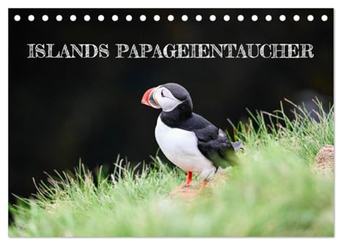 Islands Papageientaucher (Tischkalender 2026 DIN A5 quer), CALVENDO Monatskalender