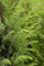 Juniperus communis 40-60 cm - Gemeiner Wacholder, immergrün, ideal für Hecken und Kübel, pflegeleicht, winterhart, bienenfreundlich