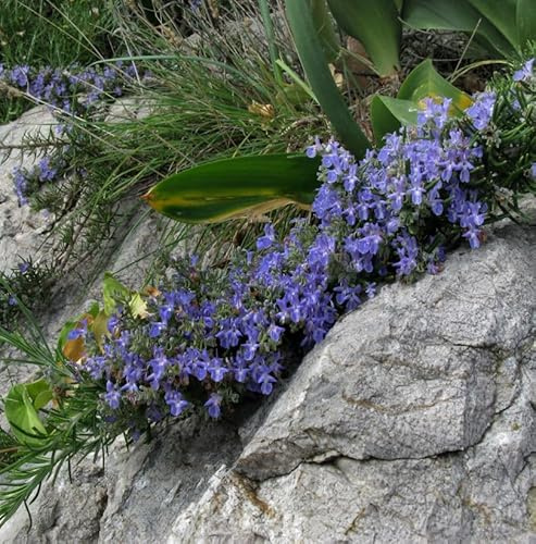 Rosmarin Blue Rain - Rosmarinus officinalis - lebende Gartenpflanze aus den Baumschulen