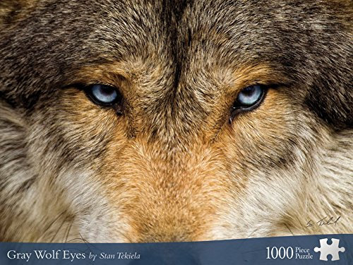 Gray Wolf Eyes (Wildlife Photography Puzzles)