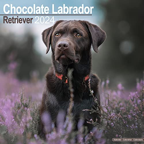 Chocolate Labrador Retriever - Brauner Labrador 2024 - 16-Monatskalender: Original Avonside-Kalender [Mehrsprachig] [Kalender] (Wall-Kalender)
