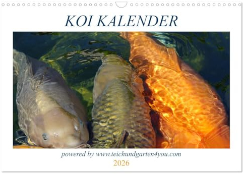 Koikichi Kalender 2026 (Wandkalender 2026 DIN A3 quer), CALVENDO Monatskalender: Ansprechende Motive von japanischen Koi Karpfen und Koiteichen (CALVENDO Tiere)