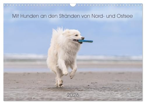 Mit Hunden an den Stränden von Nord- und Ostsee (Wandkalender 2026 DIN A3 quer), CALVENDO Monatskalender: Hunde aller Altersklassen genießen das Strandleben. (CALVENDO Tiere)