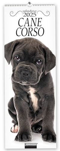 Cane corso. Calendario 2025. Long