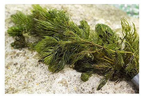 PondPlantsUK Mixed Native Oxygenating Weed with Weights for 1 Metre Squared of Cover.