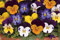 Pansy Spring Mix Bedding Plants Outdoor Garden Ready - 6 x Spring Pansies Garden Ready to Plant - Outdoor Plants Great for Hanging Basket or Gifts
