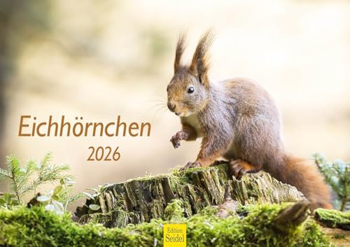 Edition Seidel Premium Kalender Eichhörnchen 2026 Format DIN A3 Wandkalender Tierkalender Wildtiere Waldtiere heimische Tiere